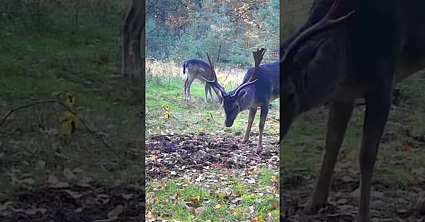 Im Oktober Ist Das Ein Häufiges Motiv Im Revier. Das Damwild Hat Jetzt Paarungszeit.