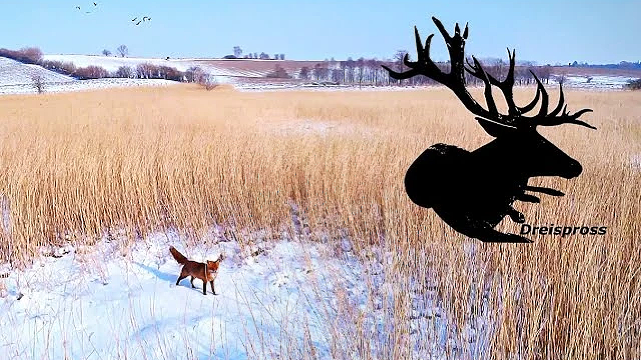 Fuchsjagd Im Schnee - Hod - Dreispross