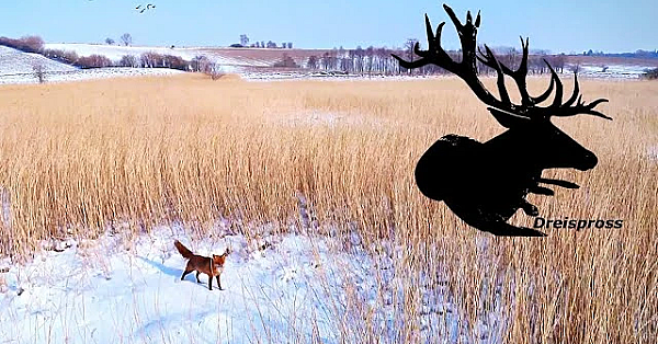 Fuchsjagd Im Schnee - Hod - Dreispross