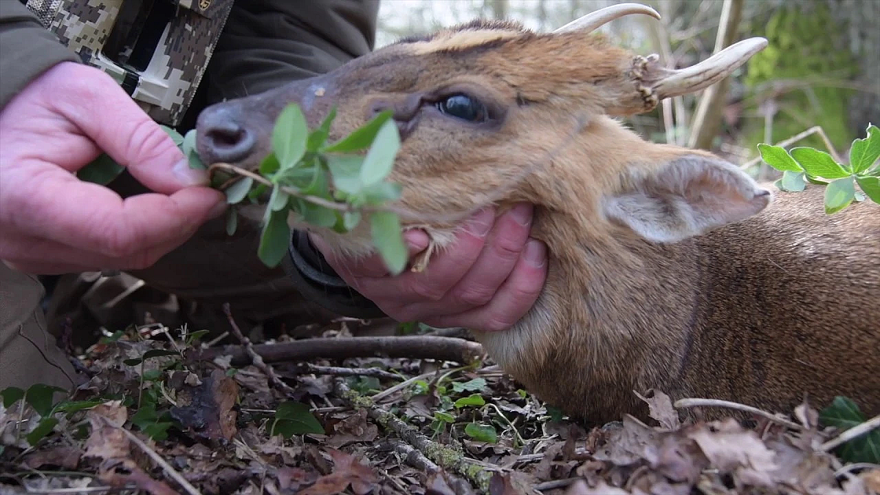 Hirschjagd Mit Cervusuk