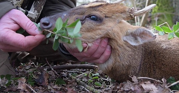Hirschjagd Mit Cervusuk