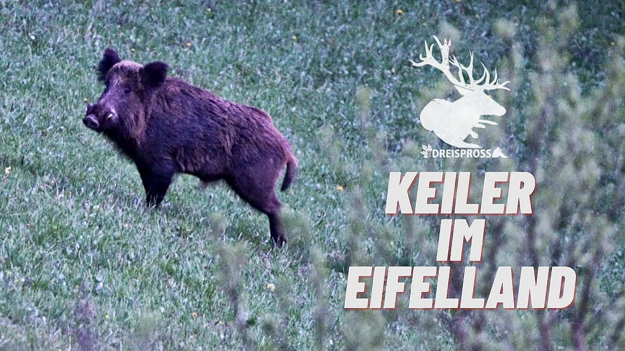 Trailer Der Keiler Im Eifelland