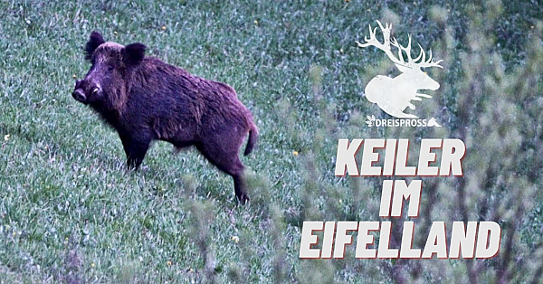 Trailer Der Keiler Im Eifelland