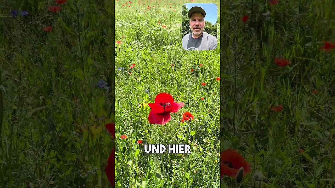 Blühstreifen: Win-Win für Landwirte und Natur??? #beecareful