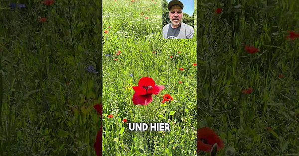 Blühstreifen: Win-Win für Landwirte und Natur??? #beecareful