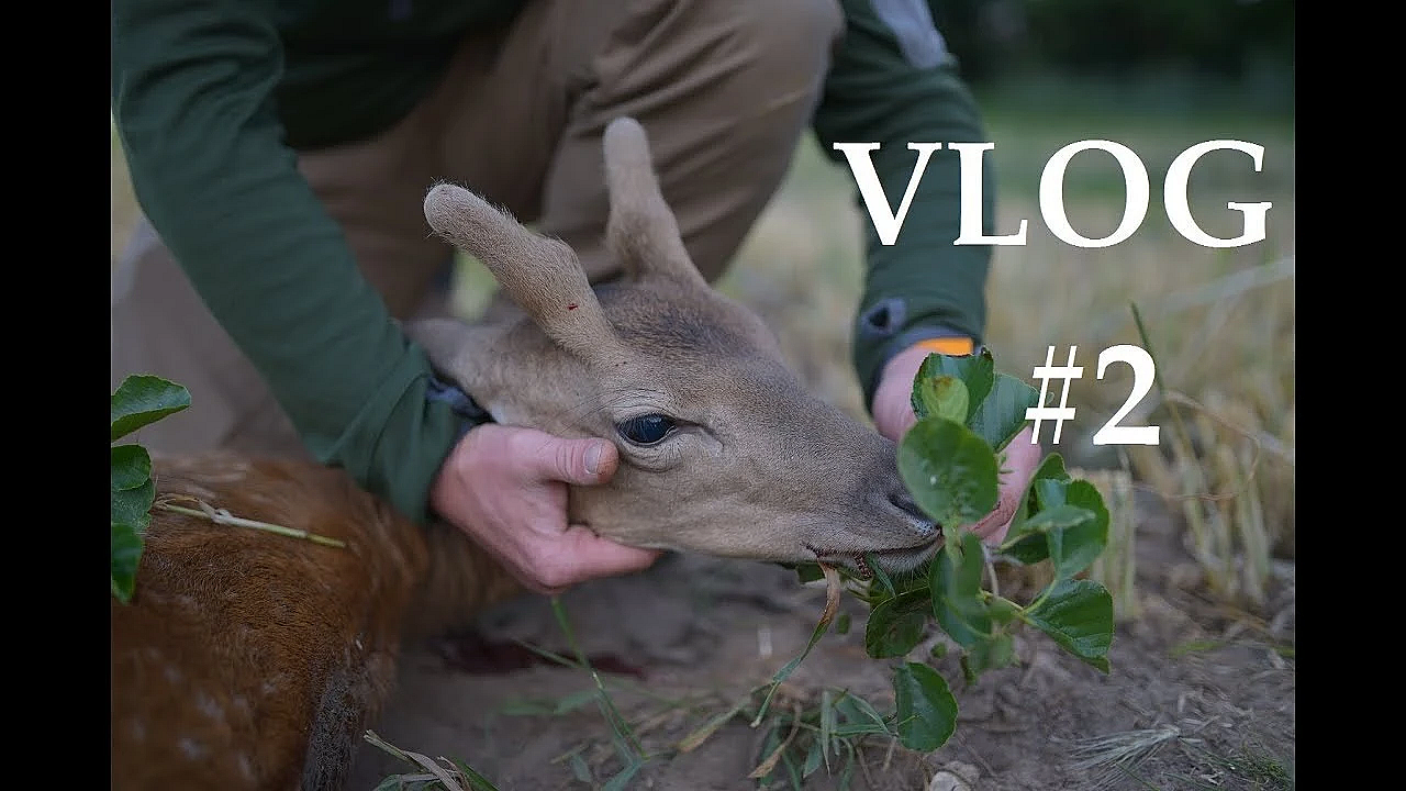 Jagd Dreispross Vlog#2