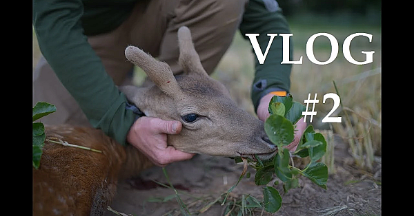 Jagd Dreispross Vlog#2