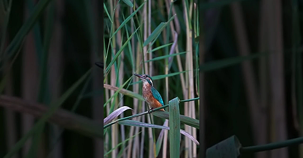Eisvogel Endlich Vor Die Linse Bekommen. Die Welt Ist Bunt. Man Muss Nur Genau Hinsehen.  #nature