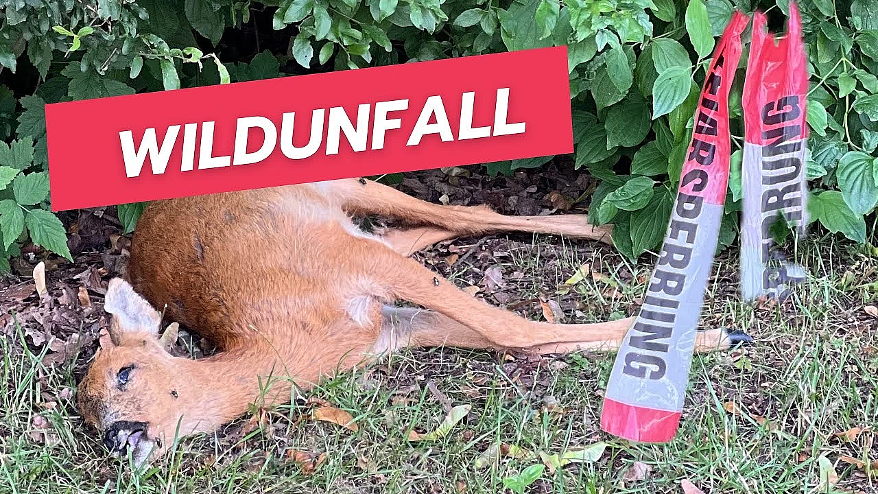 Autofahrer Machen Jetzt Reichlich Strecke #menschpassdochauf