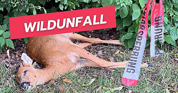 Autofahrer Machen Jetzt Reichlich Strecke #menschpassdochauf