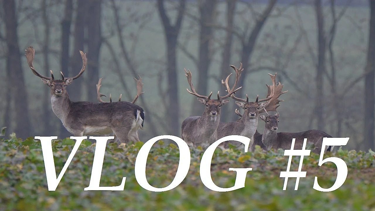 Jagd Dreispross Vlog#5