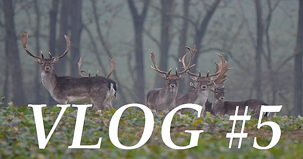 Jagd Dreispross Vlog#5