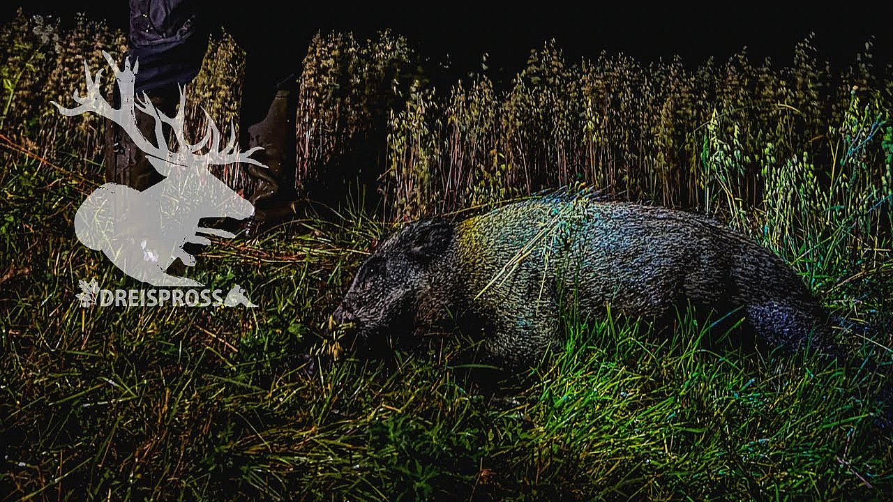 Auf Saujagd Beim Jagdfux #sommerjagd