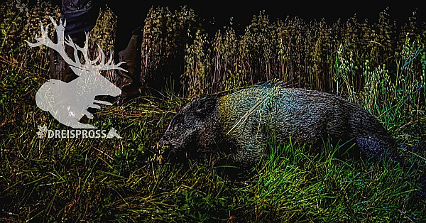 Auf Saujagd Beim Jagdfux #sommerjagd