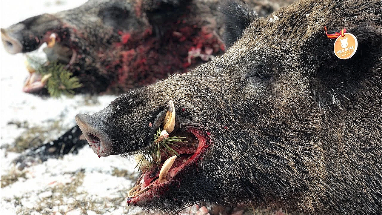 Keilerjagd In Der Türkei_trailer Hod