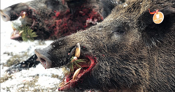 Keilerjagd In Der Türkei_trailer Hod