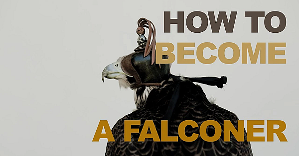 How To Become A Falconer