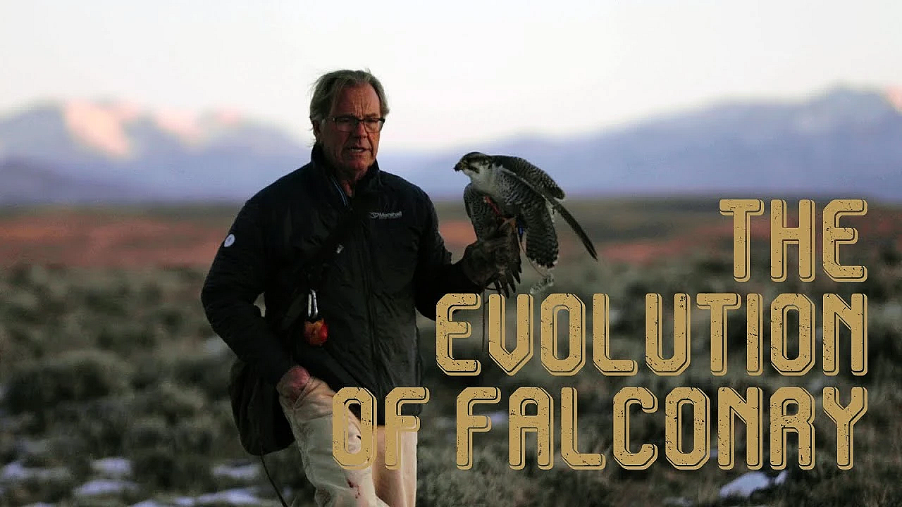 The Evolution Of Falconry