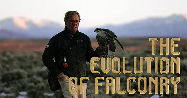 The Evolution Of Falconry