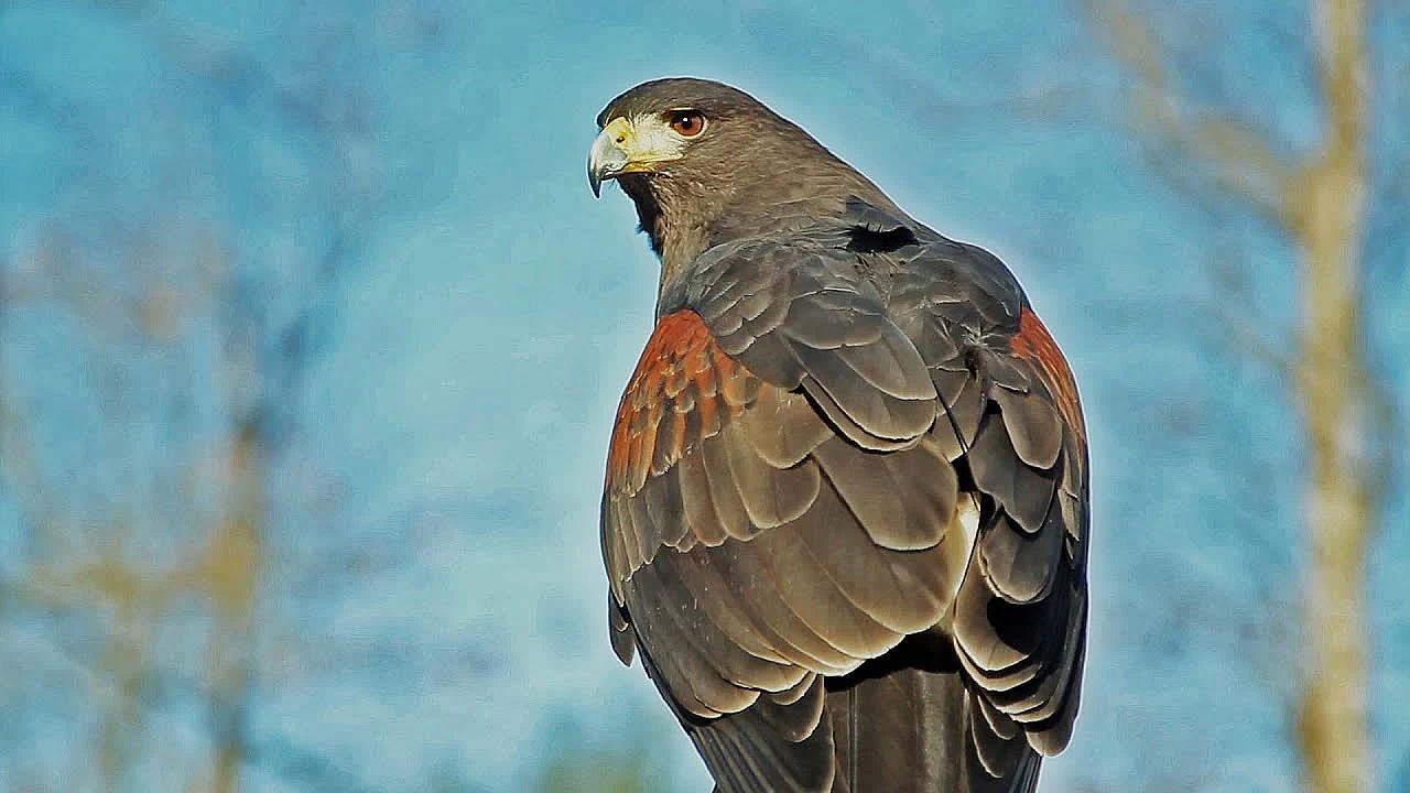 Falconry With Four Harris's Hawks