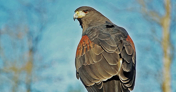 Falconry With Four Harris's Hawks