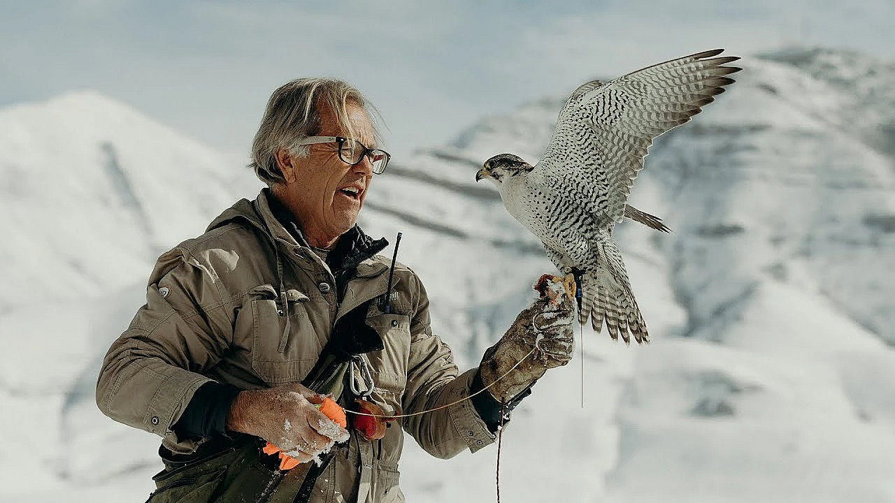 Flying Falcons To The Drone With Steve Chindgren