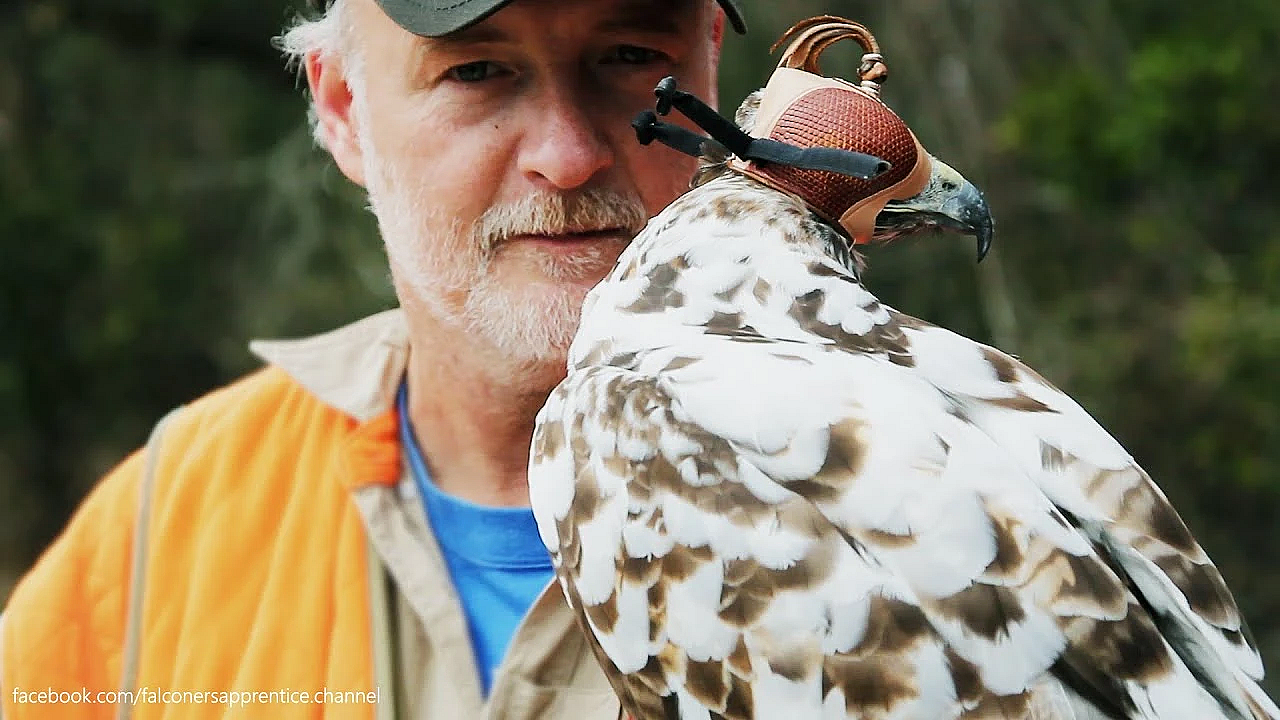 Epic Falconry Montage - Let's Get This Season Started