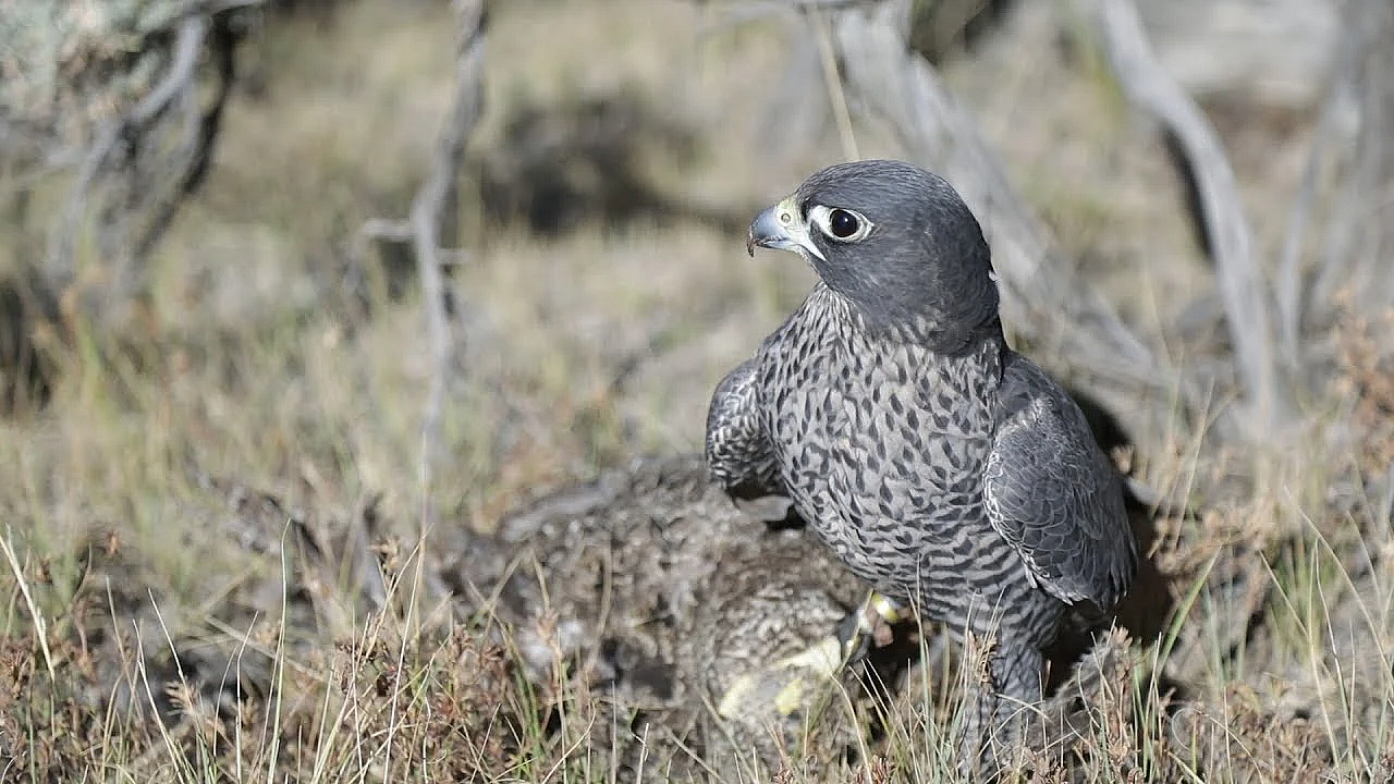 Badger The Falcon Catches A Grouse
