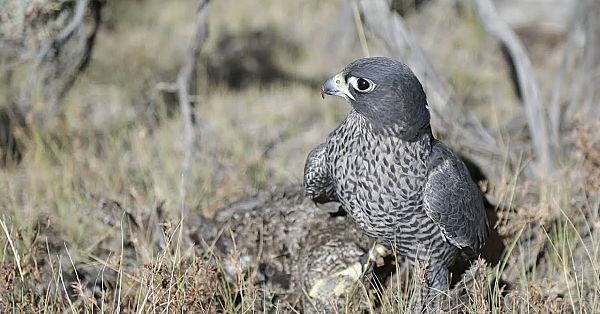 Badger The Falcon Catches A Grouse