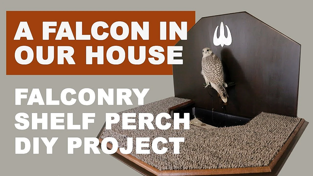 How I Keep My Falcon In The House (shelf Perch Tutorial)
