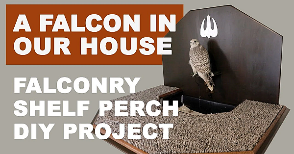 How I Keep My Falcon In The House (shelf Perch Tutorial)