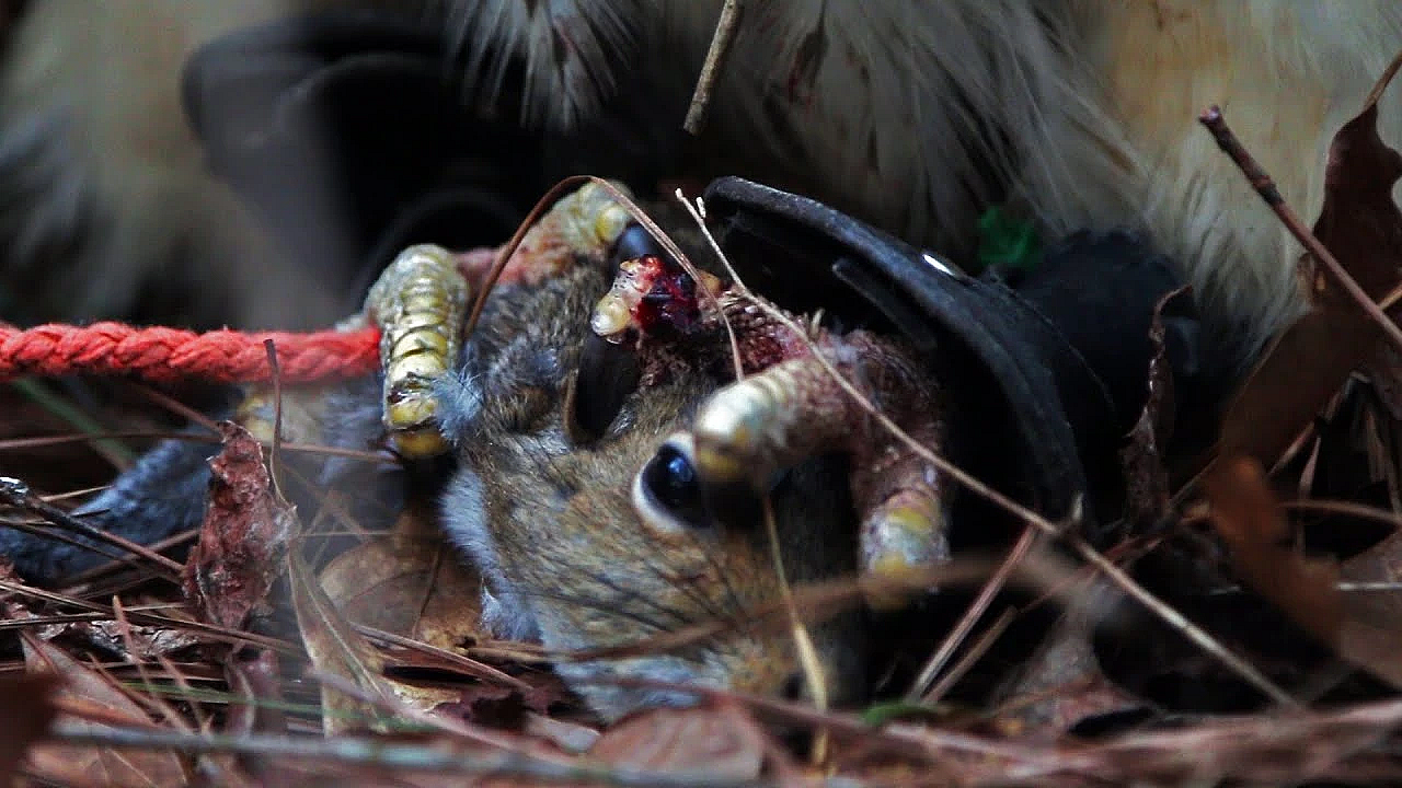 Catching Two Squirrels With A Red-tailed Hawk
