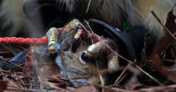 Catching Two Squirrels With A Red-tailed Hawk