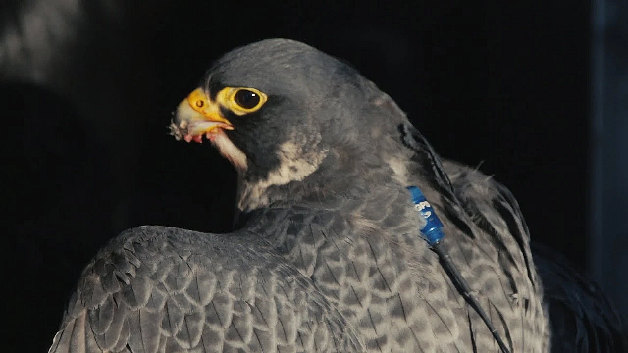 Marshall Gps Demo: Falconry With Caleb Stroh