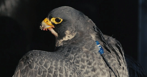 Marshall Gps Demo: Falconry With Caleb Stroh