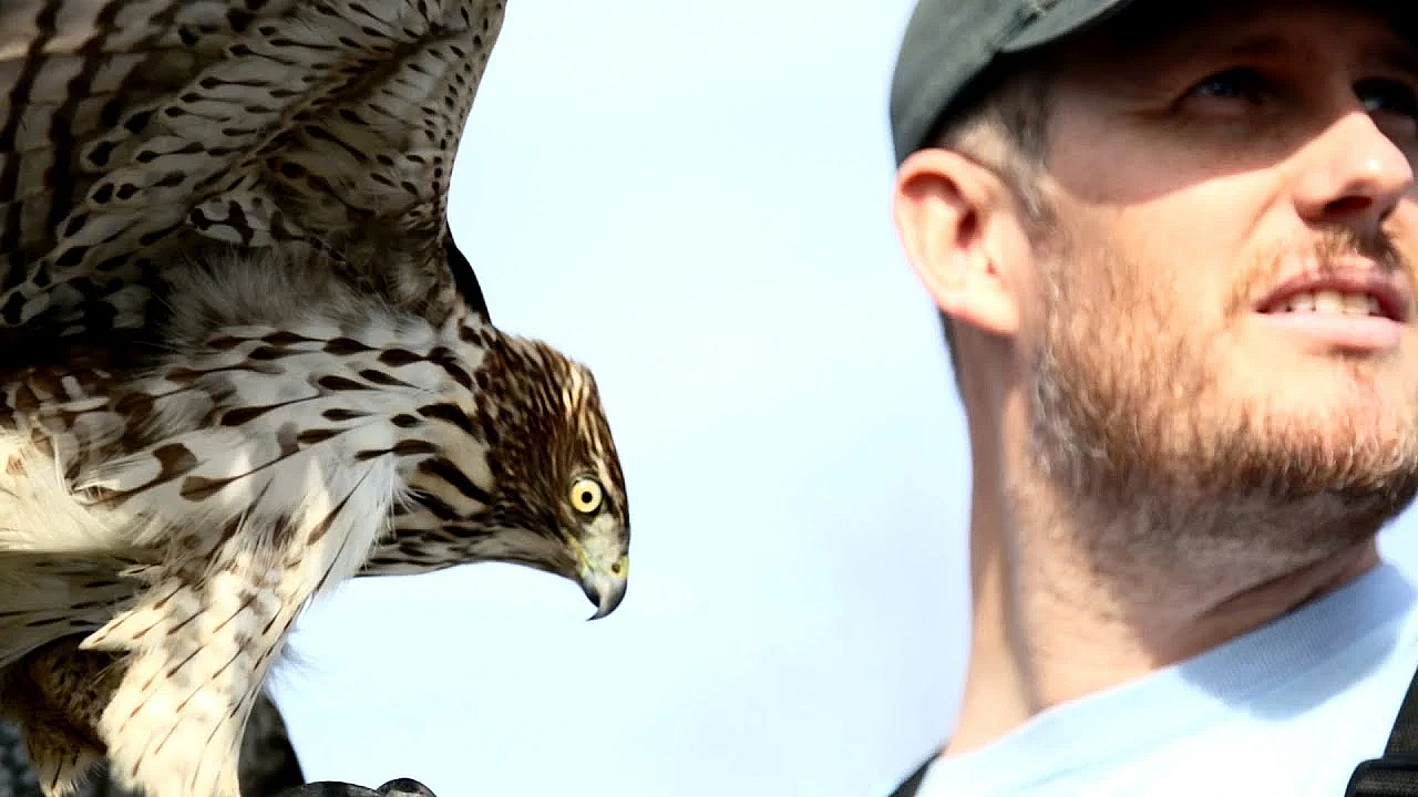 Passage Cooper's Hawk Hunting: Falconry With Oliver Connor