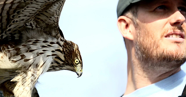 Passage Cooper's Hawk Hunting: Falconry With Oliver Connor