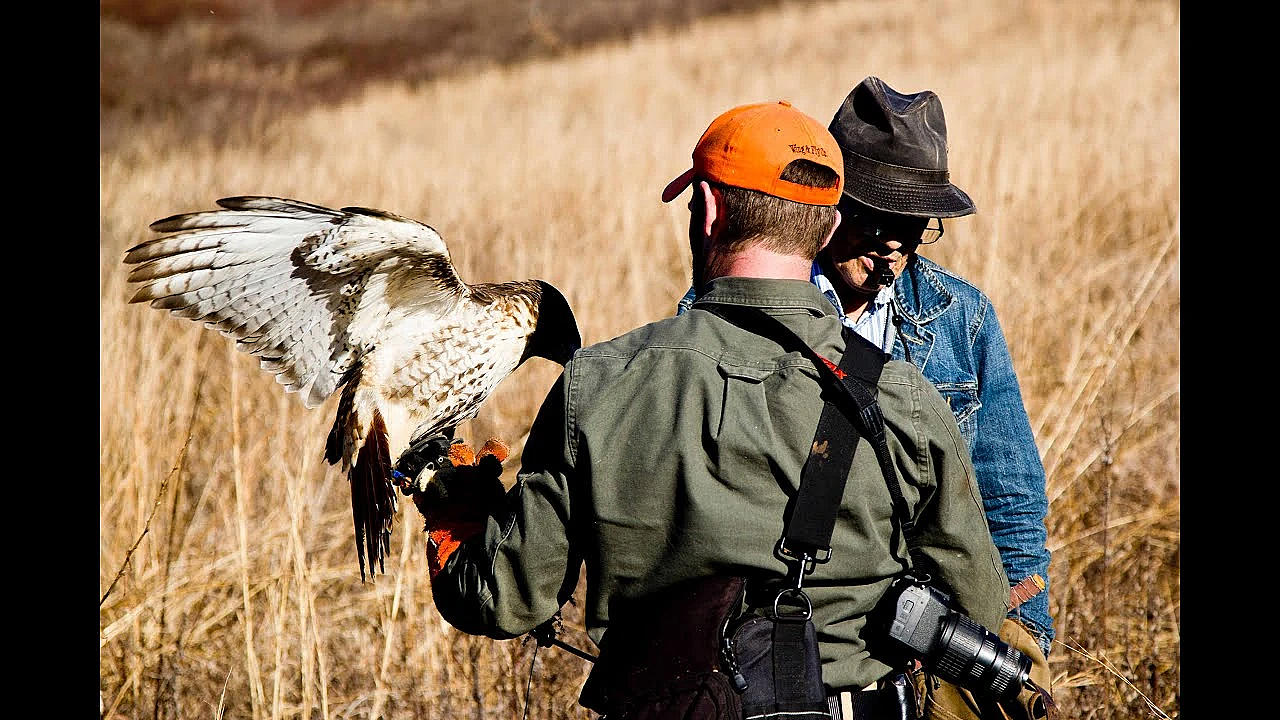 Rabbit Hawking: Falconry With Bill Davis