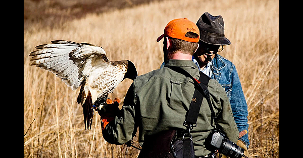Rabbit Hawking: Falconry With Bill Davis