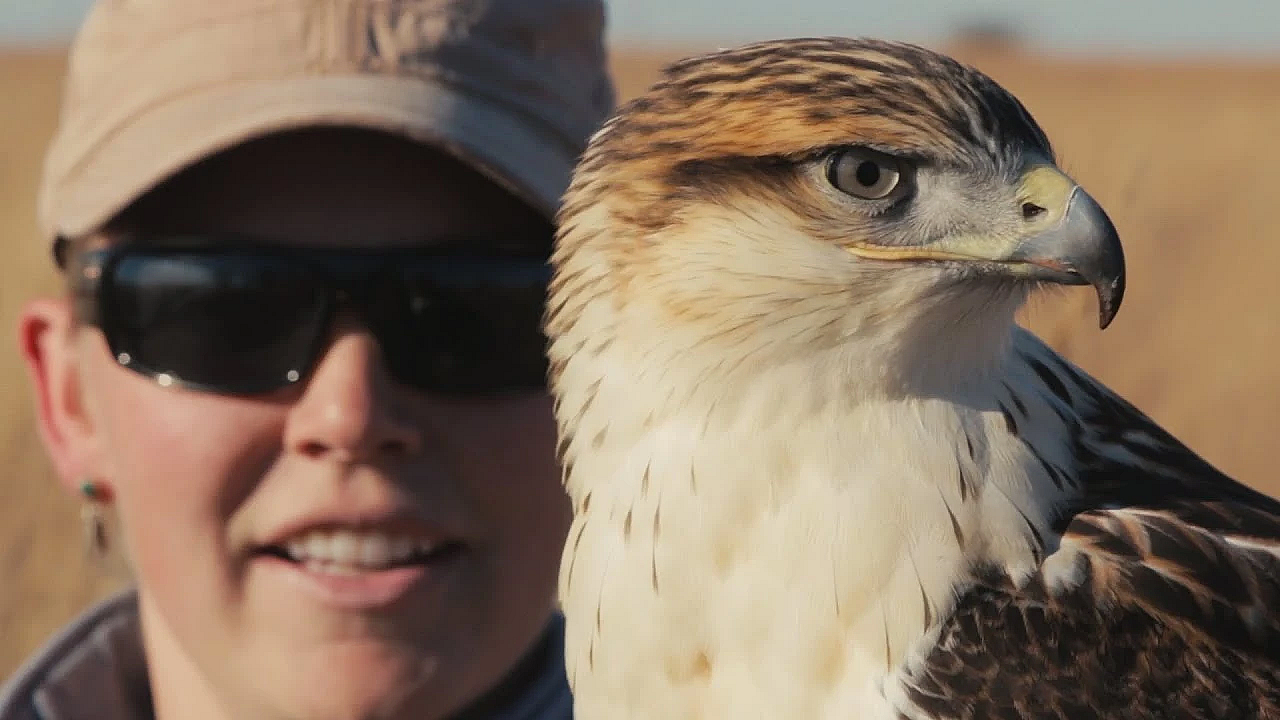 Ferruginous Hawk Falconry