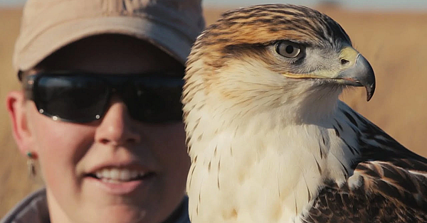 Ferruginous Hawk Falconry