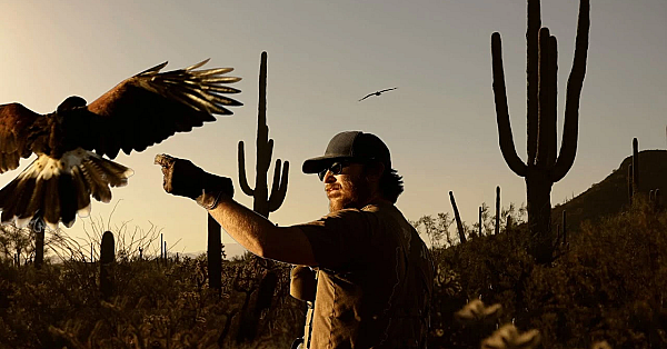 Sonoran Specialists, Hunting With Hawks In The Arizona Desert