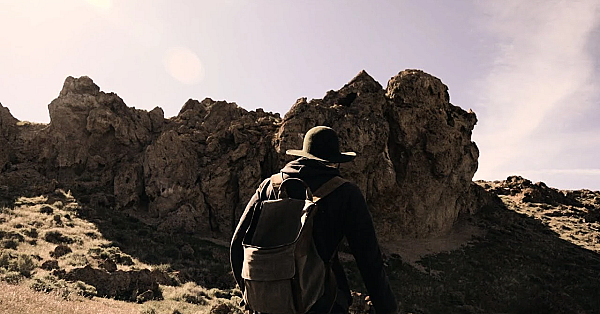 Pulling A Prairie Falcon For Falconry