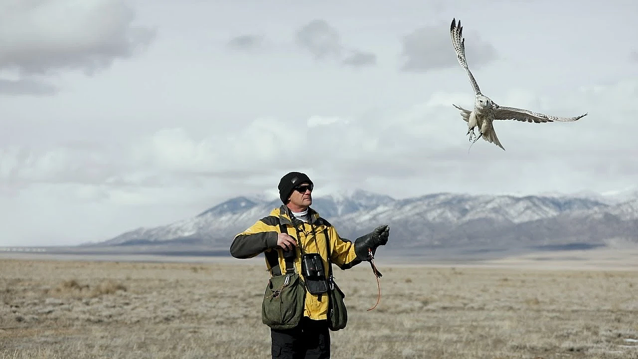 White Alaskan Gyrfalcon - Podcast Companion Footage