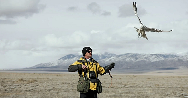 White Alaskan Gyrfalcon - Podcast Companion Footage