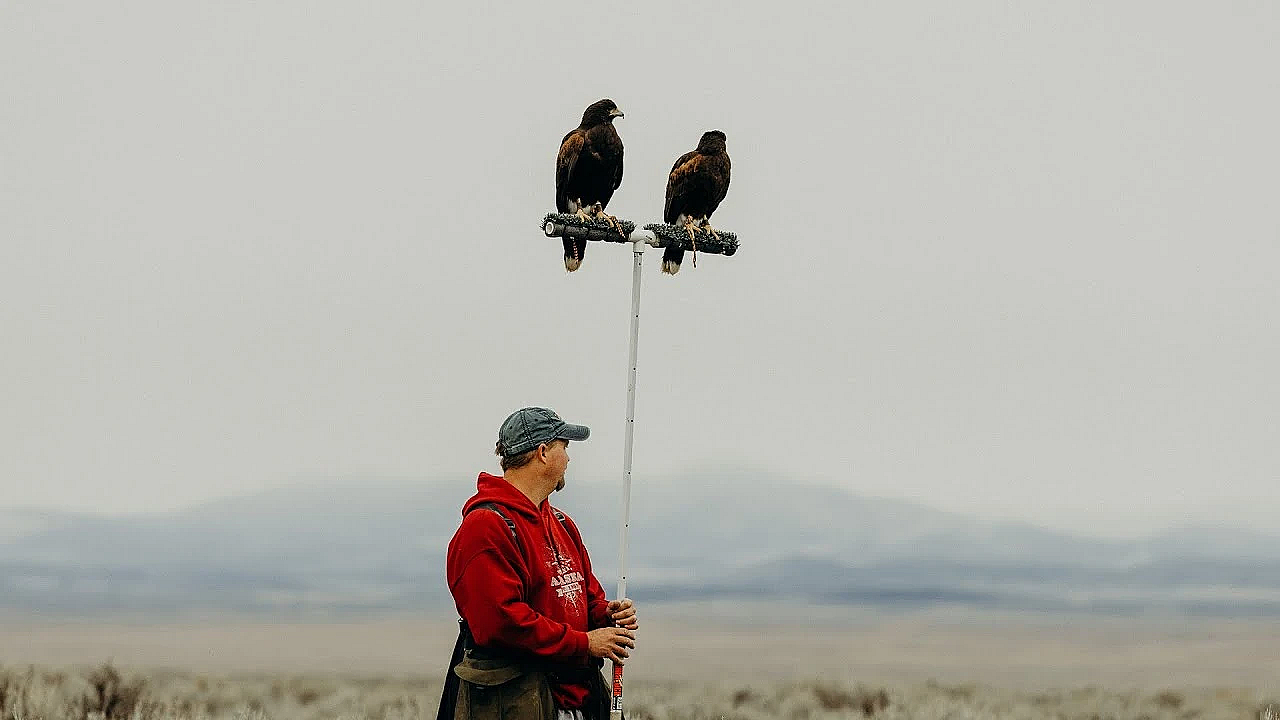 Hunting Jack-rabbits With Harris's Hawks In Utah: Falconry With Craig Boren