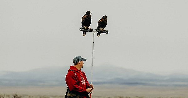 Hunting Jack-rabbits With Harris's Hawks In Utah: Falconry With Craig Boren