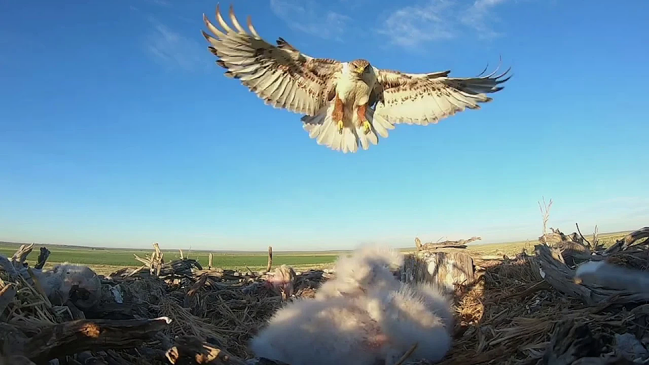 Ferruginous Hawk Returns To Nest