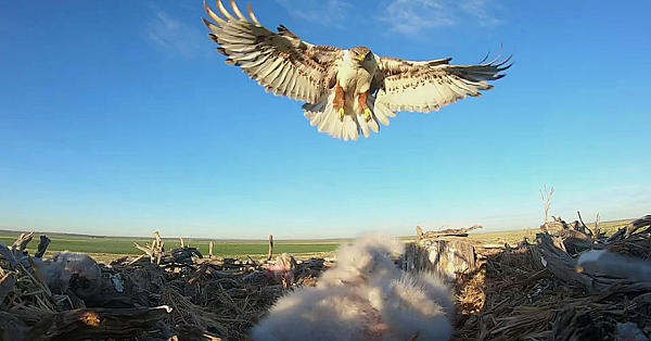 Ferruginous Hawk Returns To Nest