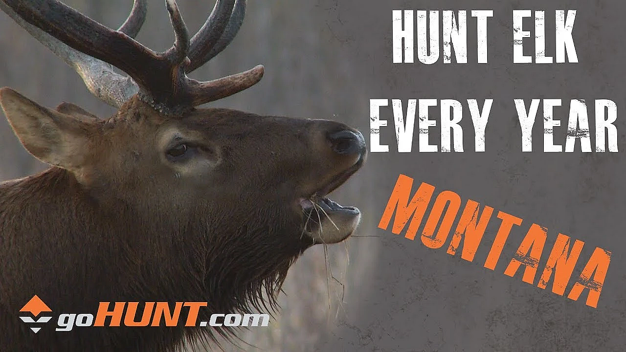 Hunt Elk Every Year: Montana And The Gohunt Insider